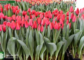 Tulipa Superhero ® (1)